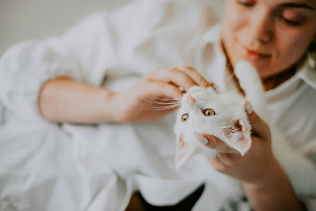 Chat montrant ses fesses à son humain, comportement félin typique lié à la confiance et à la communication.