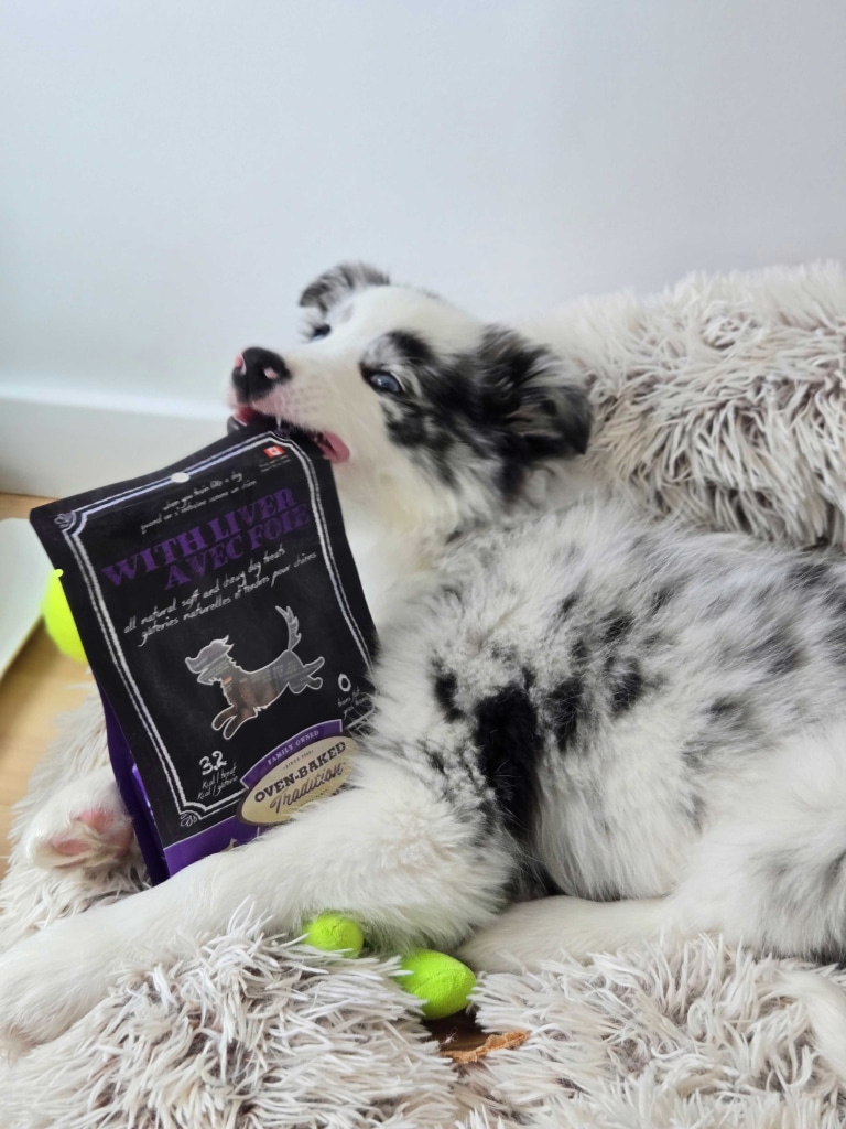 Chiot dans son lit avec des gâteries pour chien Oven-Baked Tradition au foie