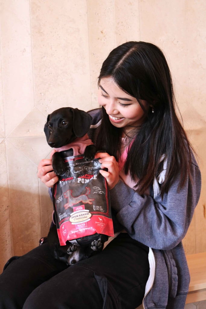 Chiot socialisant avec des humains avec des gâteries bacon et pomme Oven-Baked Tradition