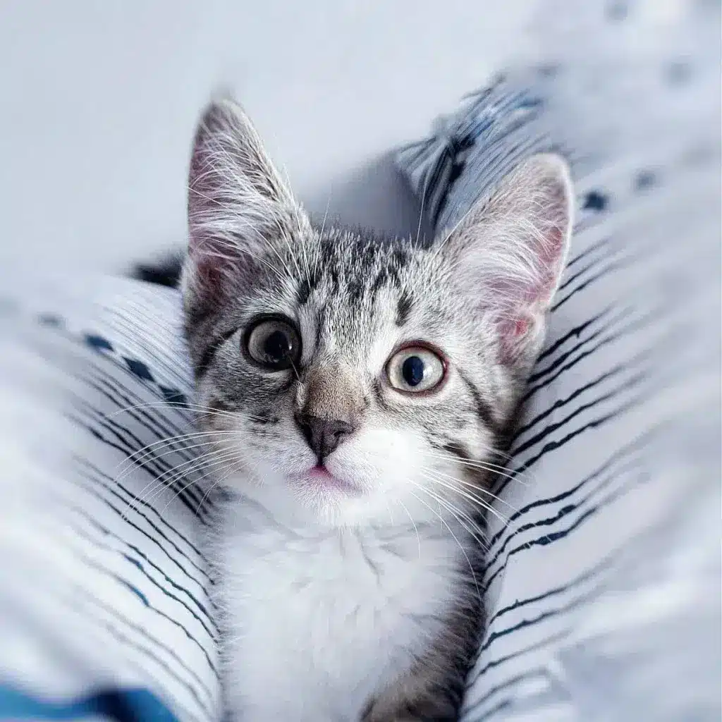 Chaton tigré aux grands yeux allongé entre des couvertures, illustrant un comportement matinal curieux.