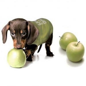 apple picking with dogs