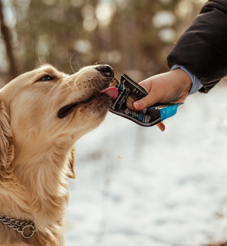 Chien savourant une gâterie hypoallergène en filet Oven-Baked Tradition lors d’une promenade en hiver dans la neige