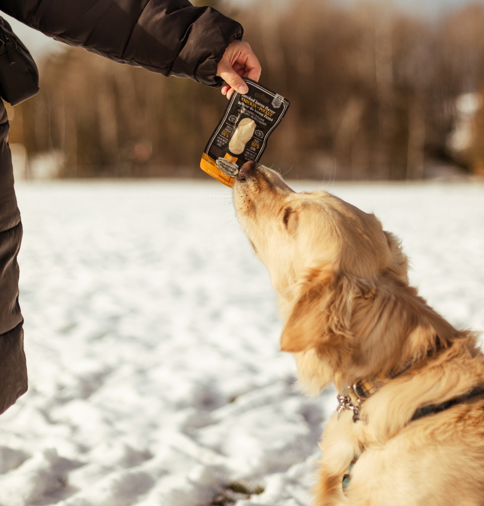 Chien dégustant une gâterie Oven-Baked Tradition lors d’une randonnée hivernale au Québec sur un sentier enneigé