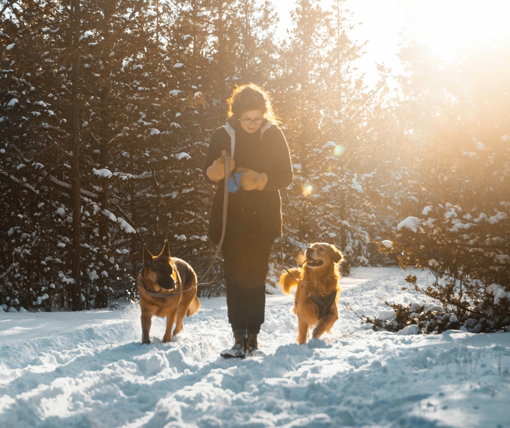 Personne marchant avec deux chiens sur un sentier enneigé en forêt lors d’une randonnée hivernale au Québec – Conseils Oven-Baked Tradition