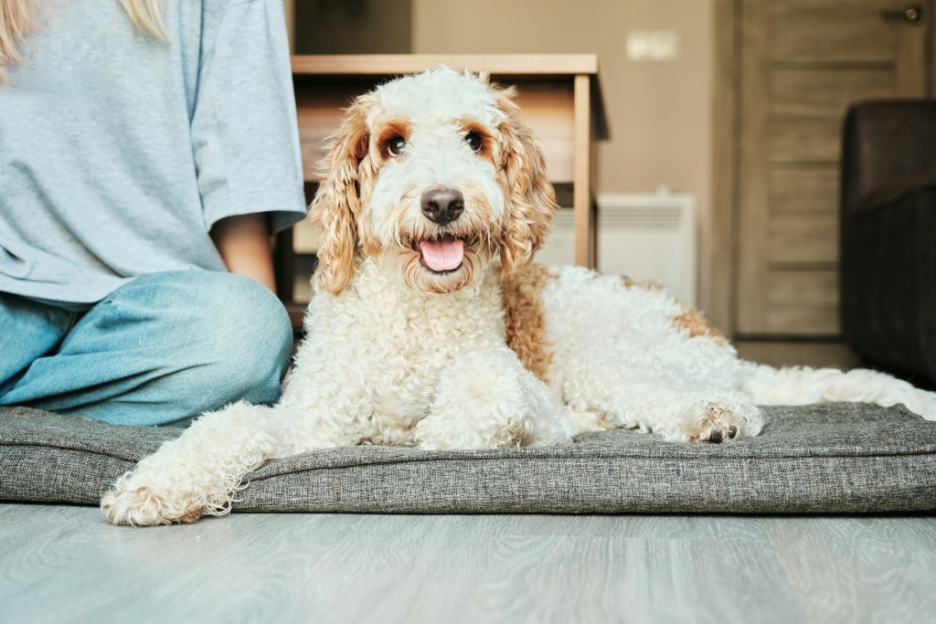 Chien heureux bénéficiant de solutions pour se faire brosser les dents et maintenir une bonne hygiène dentaire