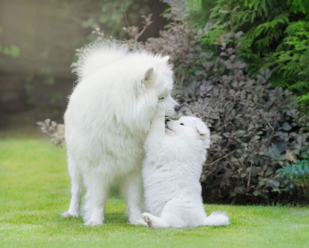 puppy's attachment
attachement du chiot