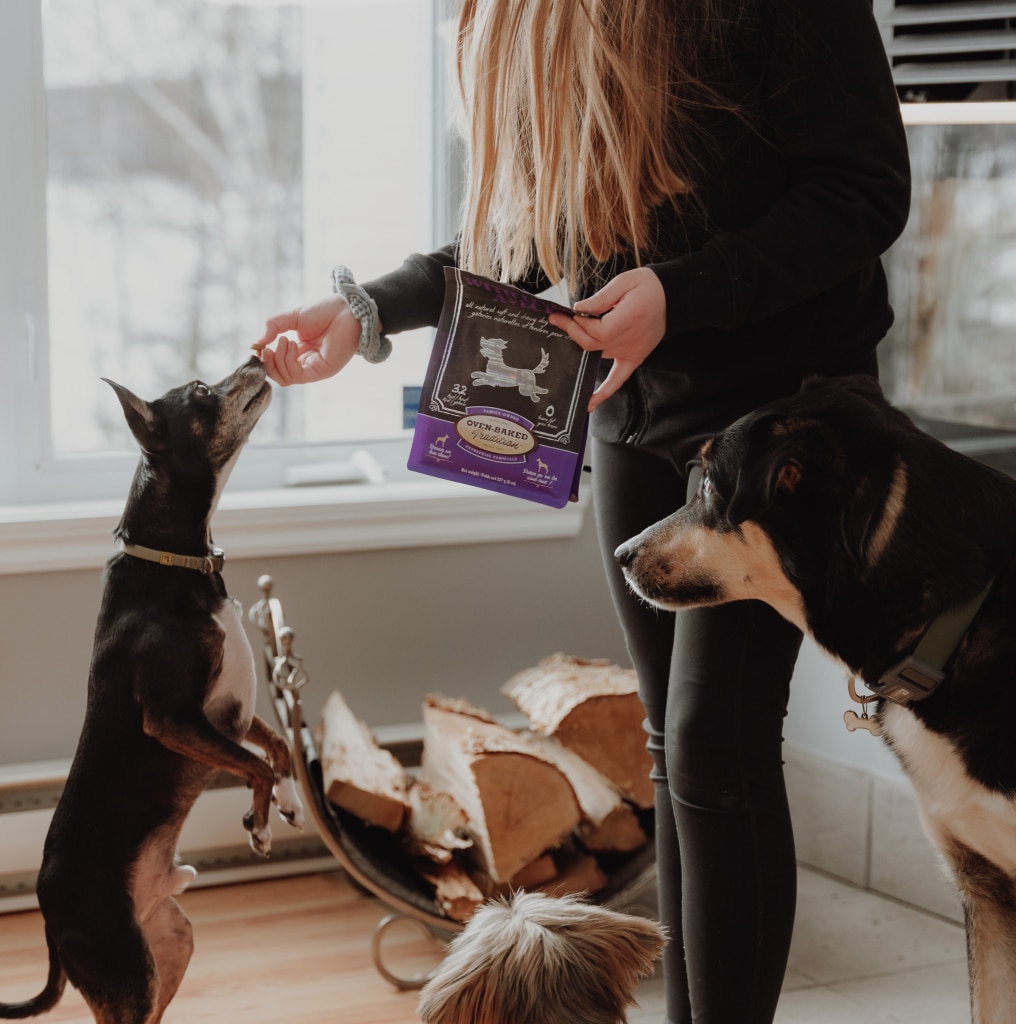 Personne offrant une gâterie Oven-Baked Tradition, lentement cuite au four, à un grand chien dans un salon chaleureux.