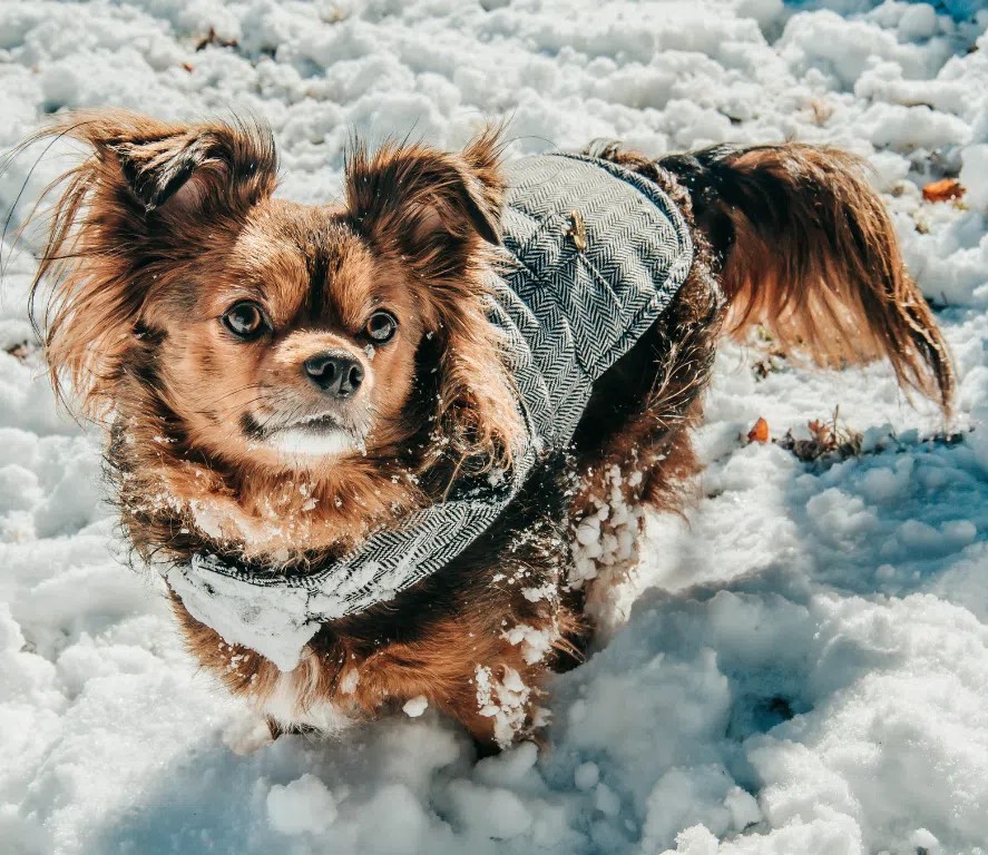 Petit chien portant un manteau sur un sentier enneigé lors d’une randonnée hivernale au Québec – Conseils Oven-Baked Tradition