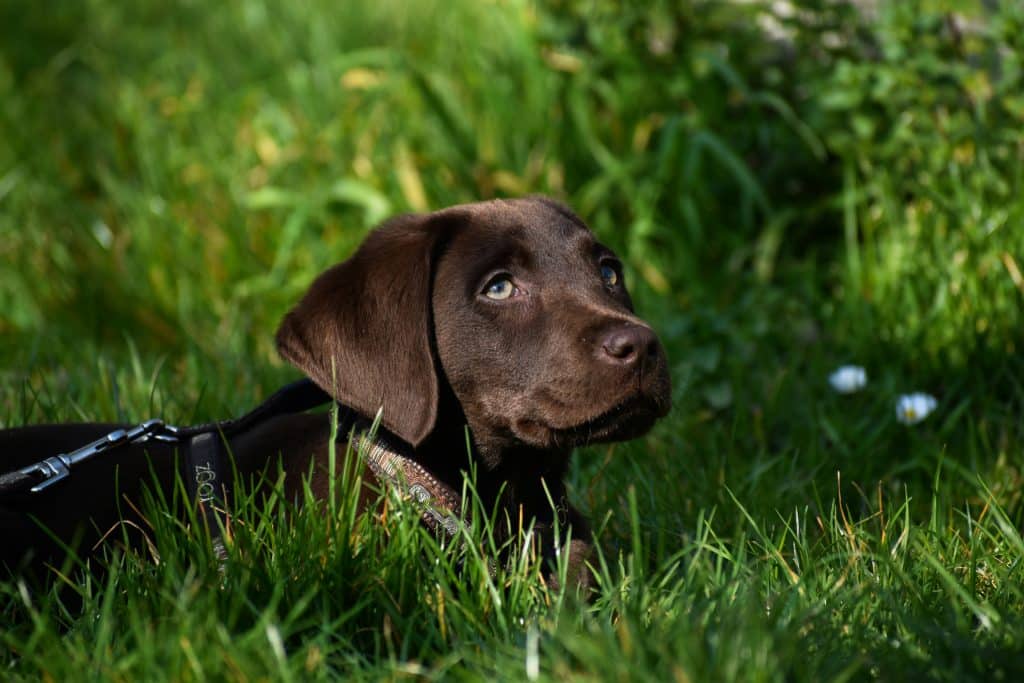 Dog Lying Down In Grass