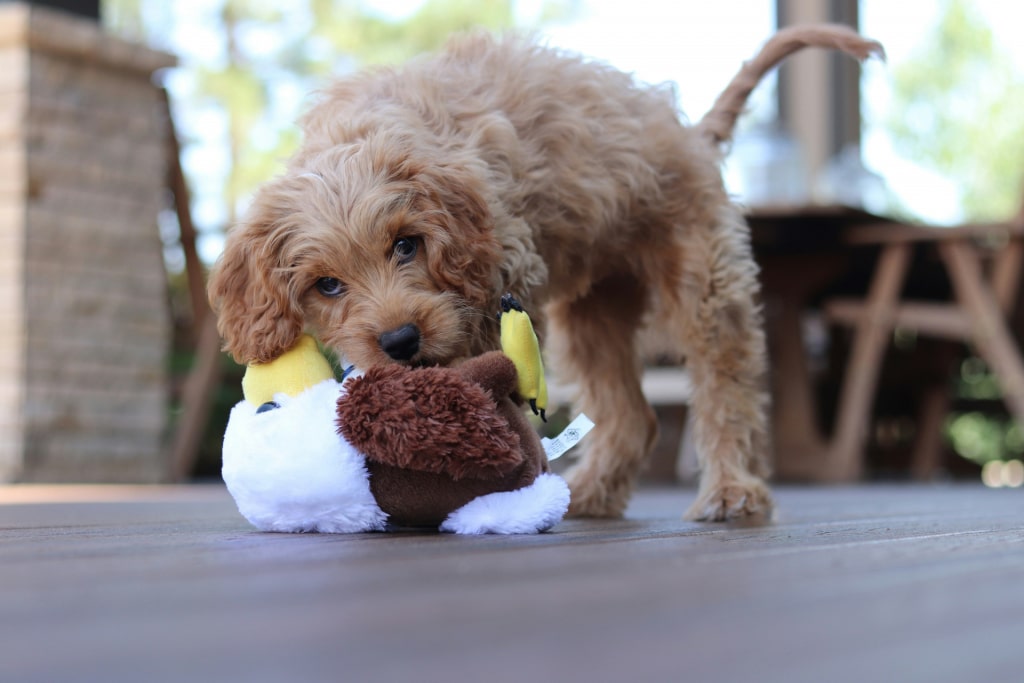 Puppy playing with stuffed animal