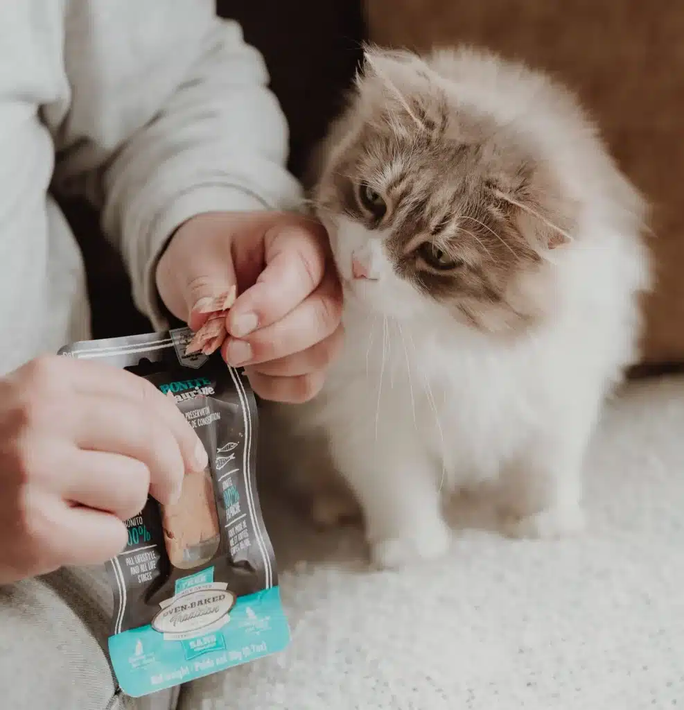 Curious cat sniffing an Oven-Baked Tradition treat, perfect for positive reinforcement and reducing early morning meowing.