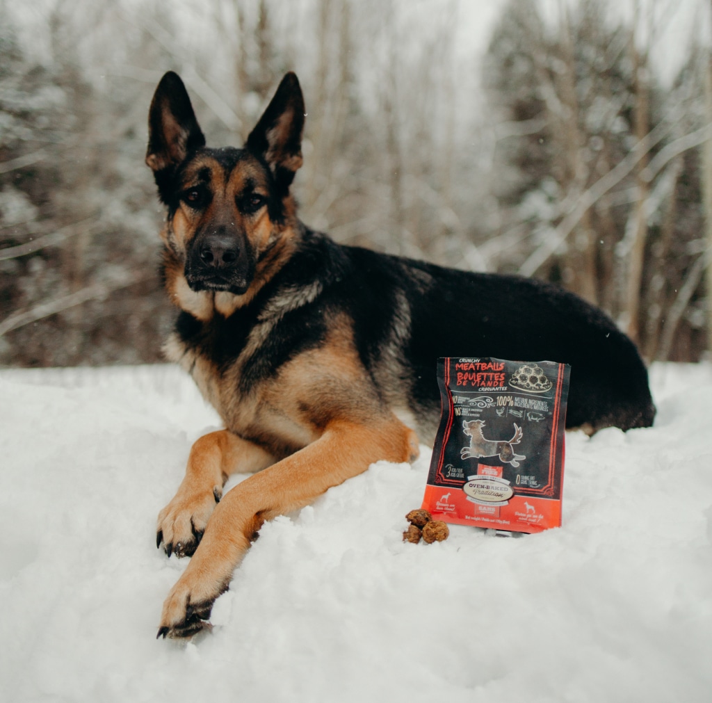 Berger allemand allongé dans la neige à côté d’un sac de gâteries Oven-Baked Tradition, illustrant une récompense naturelle pour le bien-être et la santé canine.