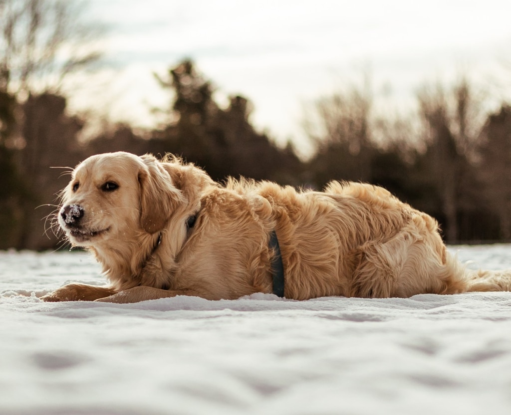 Golden Retriever couché dans la neige, illustrant les risques de surpoids et diabète chez les chiens, avec solutions nutritionnelles Oven-Baked Tradition.