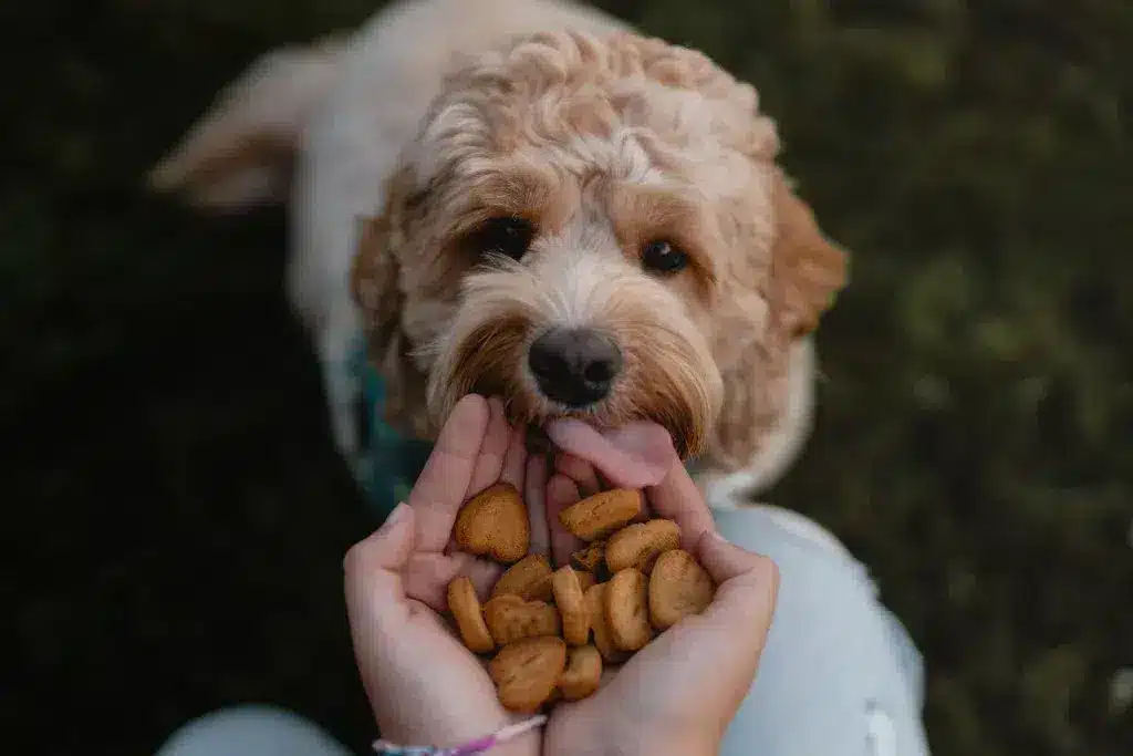 Un chien au pelage bouclé qui se lèche les babines en regardant une main offrant des gâteries en forme de cœur Oven-Baked Tradition, en extérieur, illustrant un moment de récompense et de complicité.