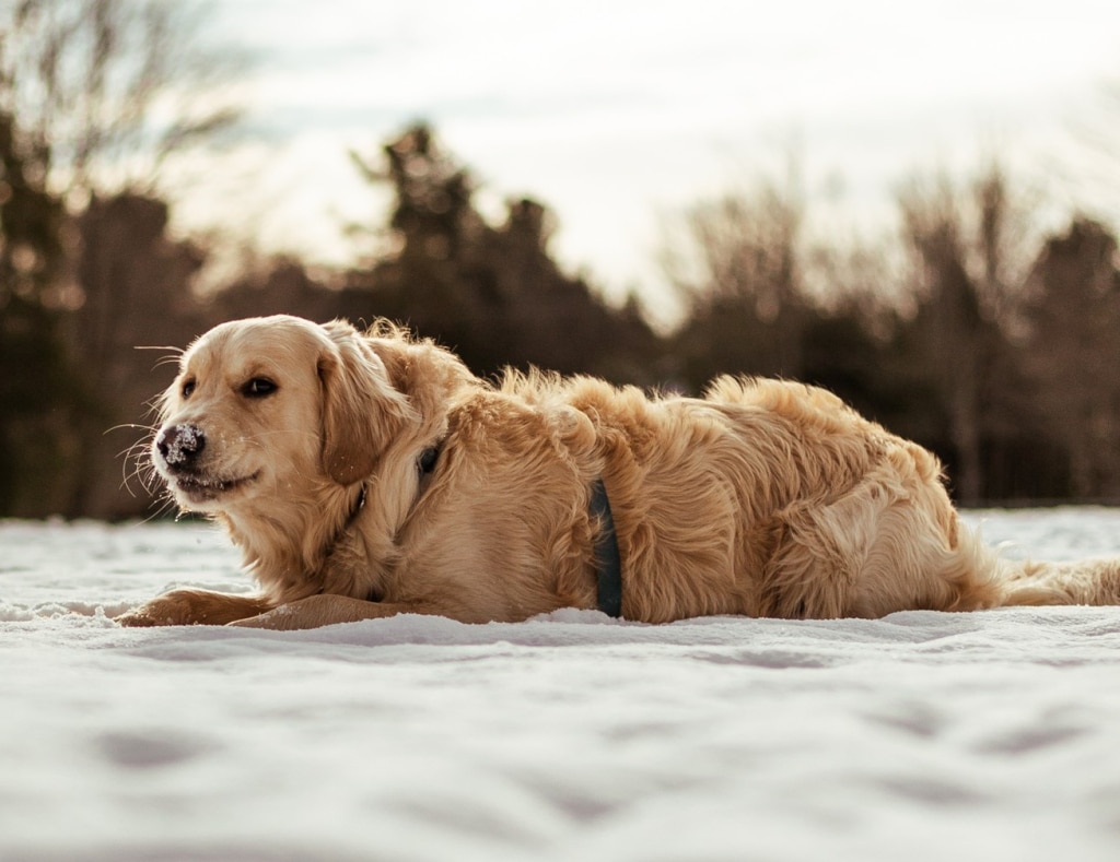 Golden Retriever lying in the snow, showing obesity and diabetes risks in dogs, with Oven-Baked Tradition nutritional solutions.