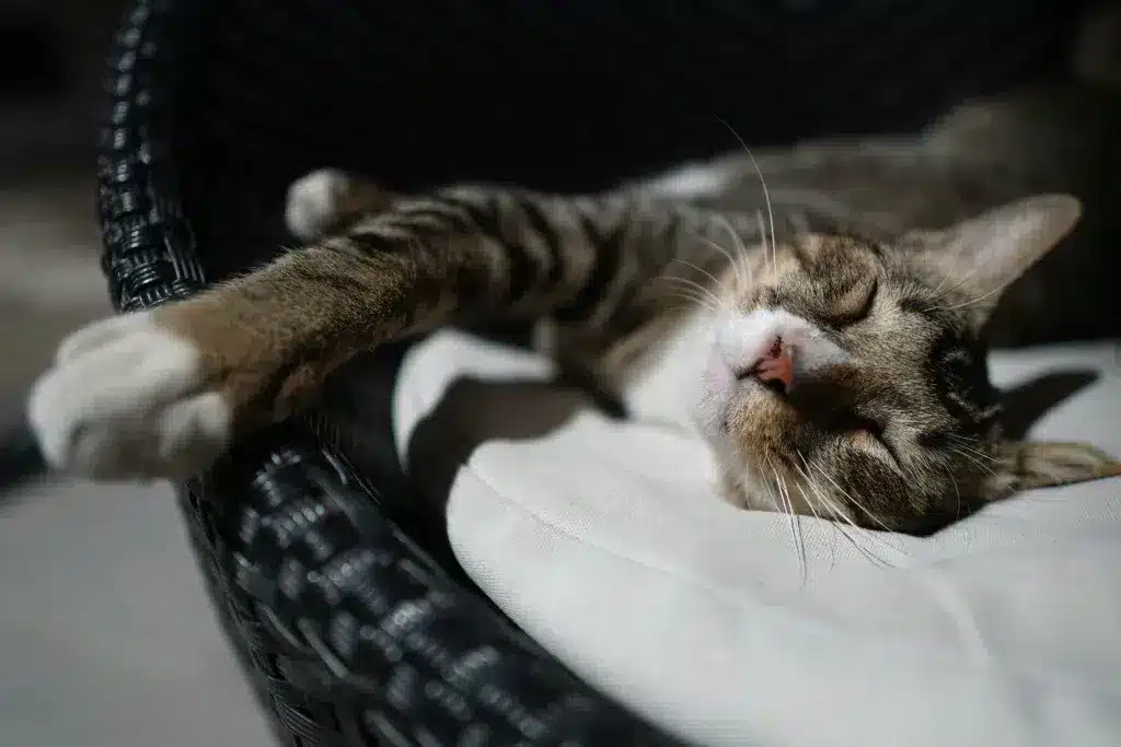 Chat se reposant paisiblement sur un coussin après avoir savouré la formule Care d’Oven-Baked Tradition pour la santé urinaire.
