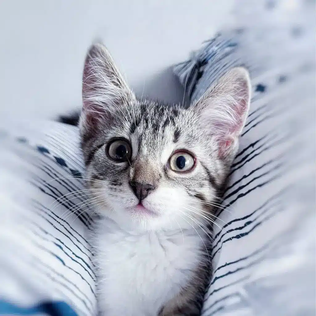 Wide-eyed tabby kitten nestled between striped blankets, showing typical early morning curiosity.