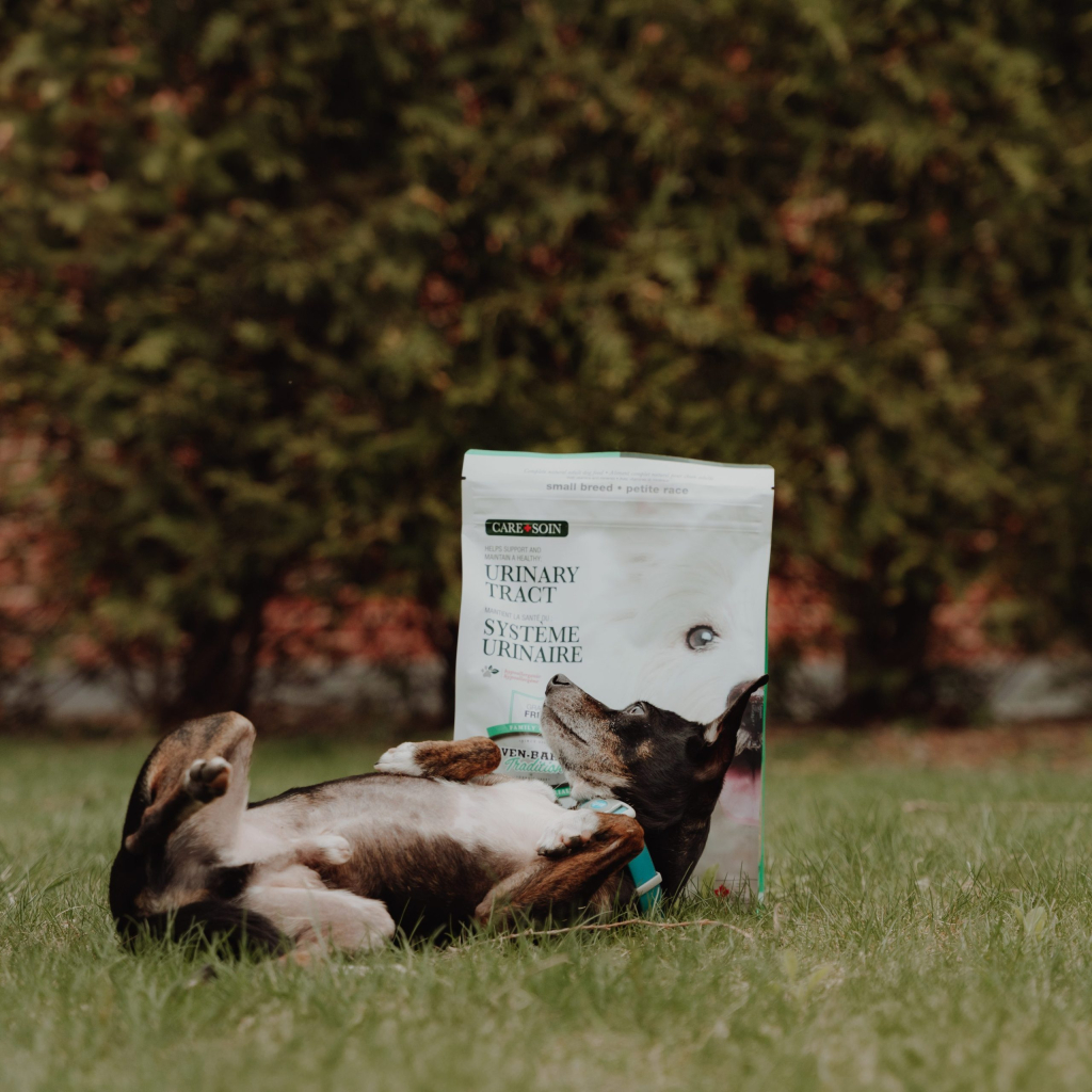 Happy small dog playing in front of Oven-Baked Tradition grain-free duck urinary health food for small dogs