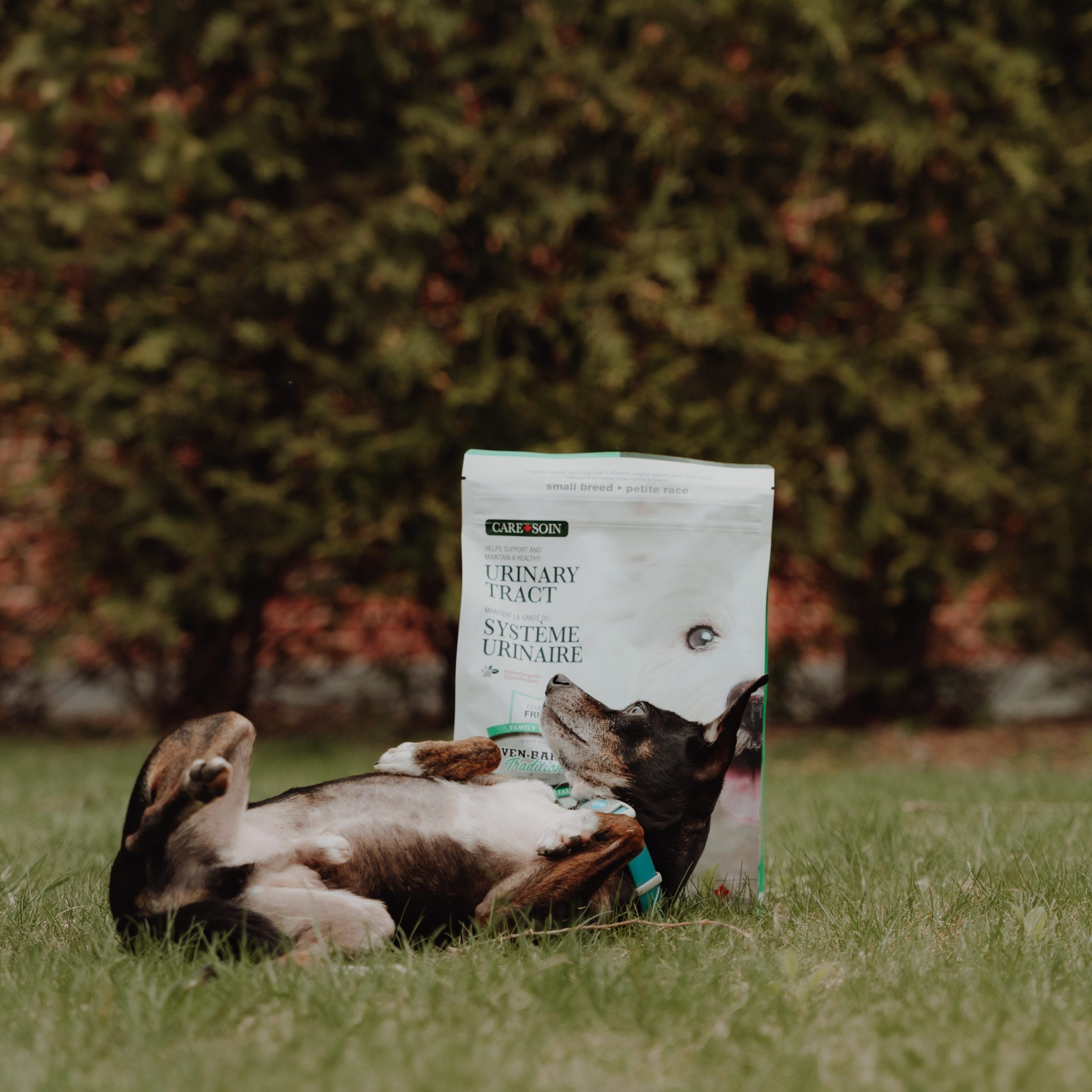 Chien de petite race heureux et en pleine santé jouant devant un sac de nourriture Oven-Baked Tradition pour la santé urinaire – formule sans grains au canard