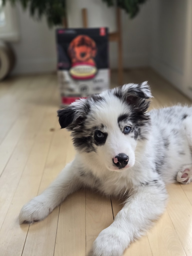 Chiot couché devant son sac de nourriture pour chiots toutes races à l'agneau, riche en protéines de qualité et cuite lentement au four au Québec.