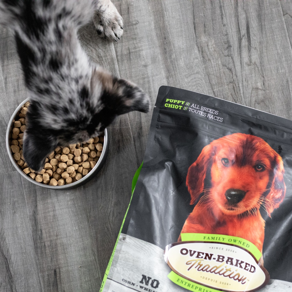 Chiot heureux mangeant de la nourriture pour chiots toutes races au poulet, riche en protéines et cuite lentement au four au Québec.