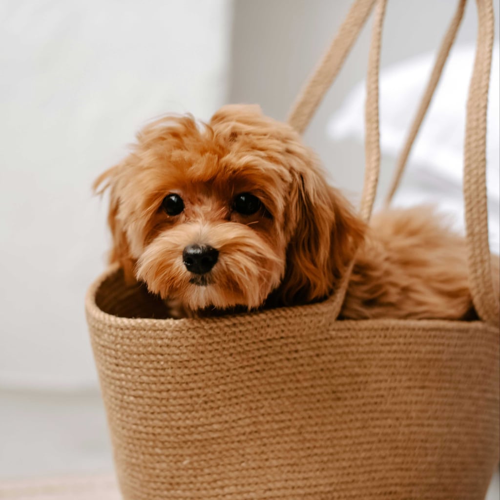Chiot dans un sac de transport après son adoption par une famille