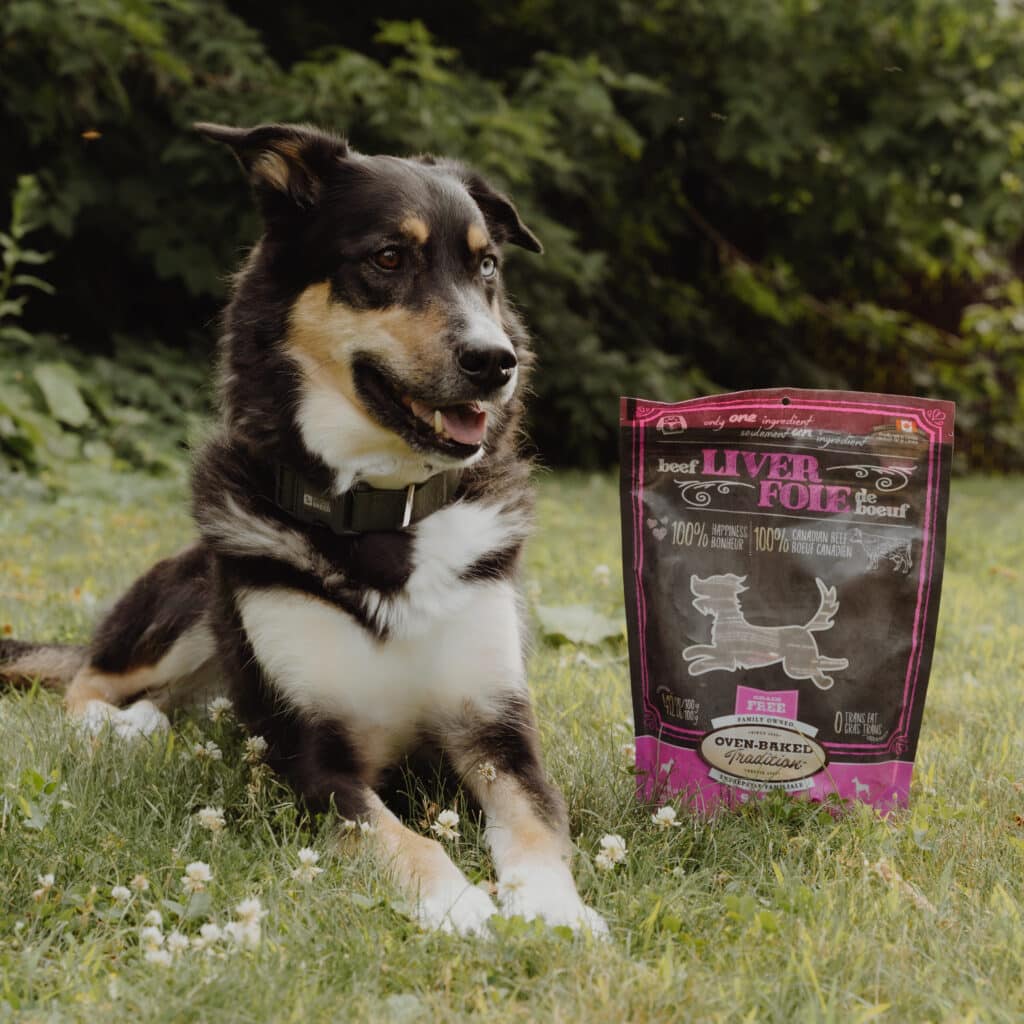 Dog resting in a dog park with Oven-Baked Tradition treats in Canada