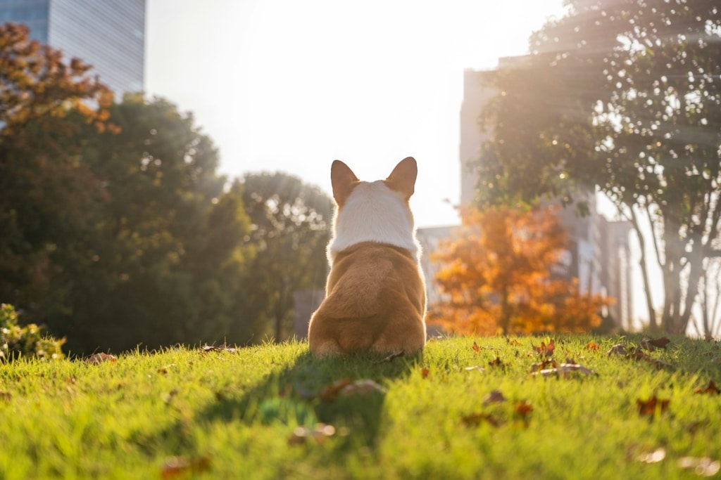 Chien heureux courant dans un parc à chiens sans laisse au Canada