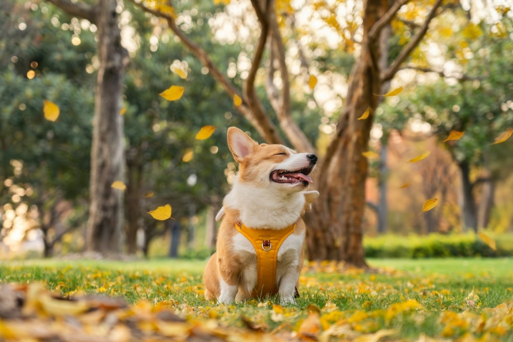 Chien jouant dans un parc à chiens sans laisse dans le Grand Toronto