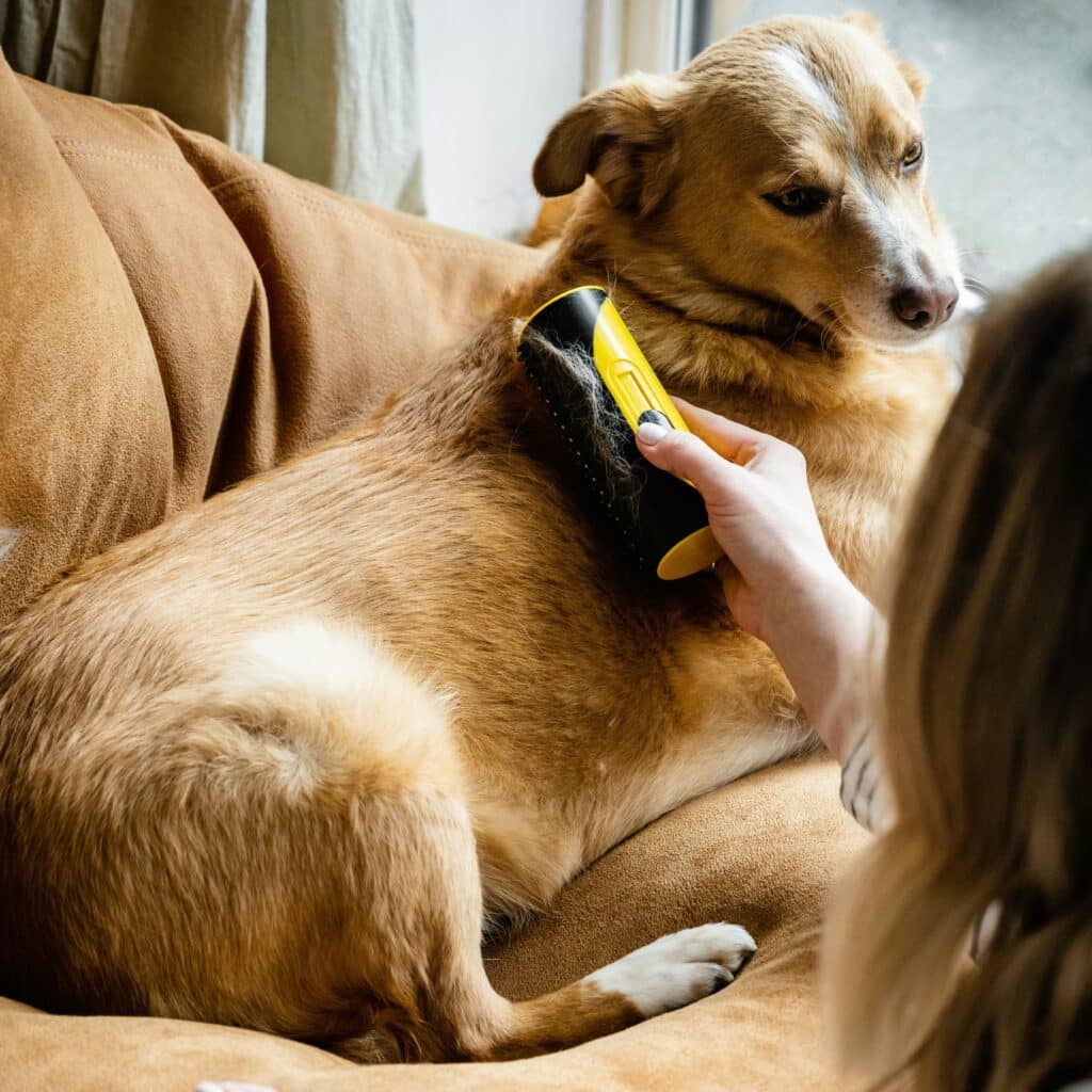 Dog being brushed to remove allergens from coat during spring allergies