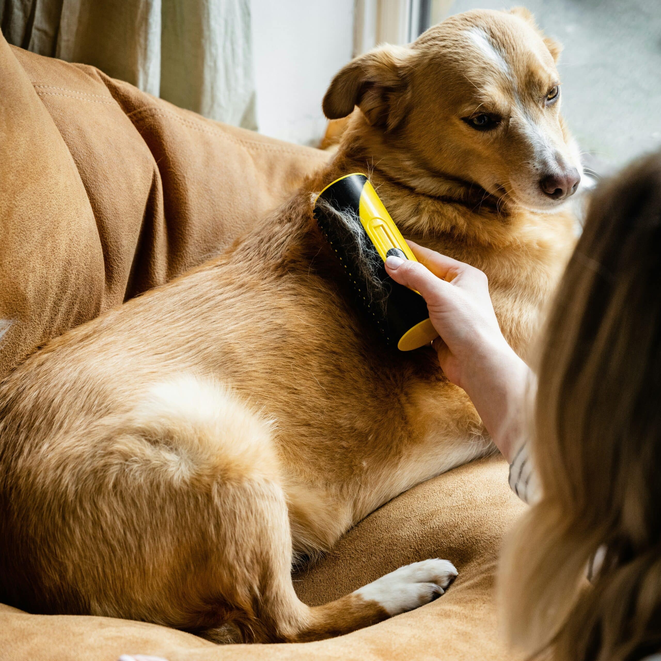 Chien se faisant brosser pour aider à retirer les allergènes du pelage au printemps