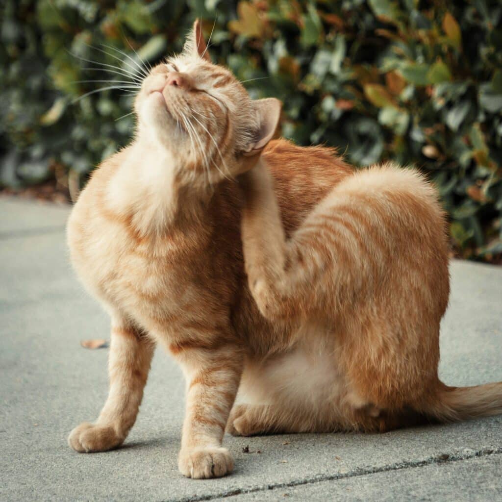 Cat scratching due to seasonal allergies in spring