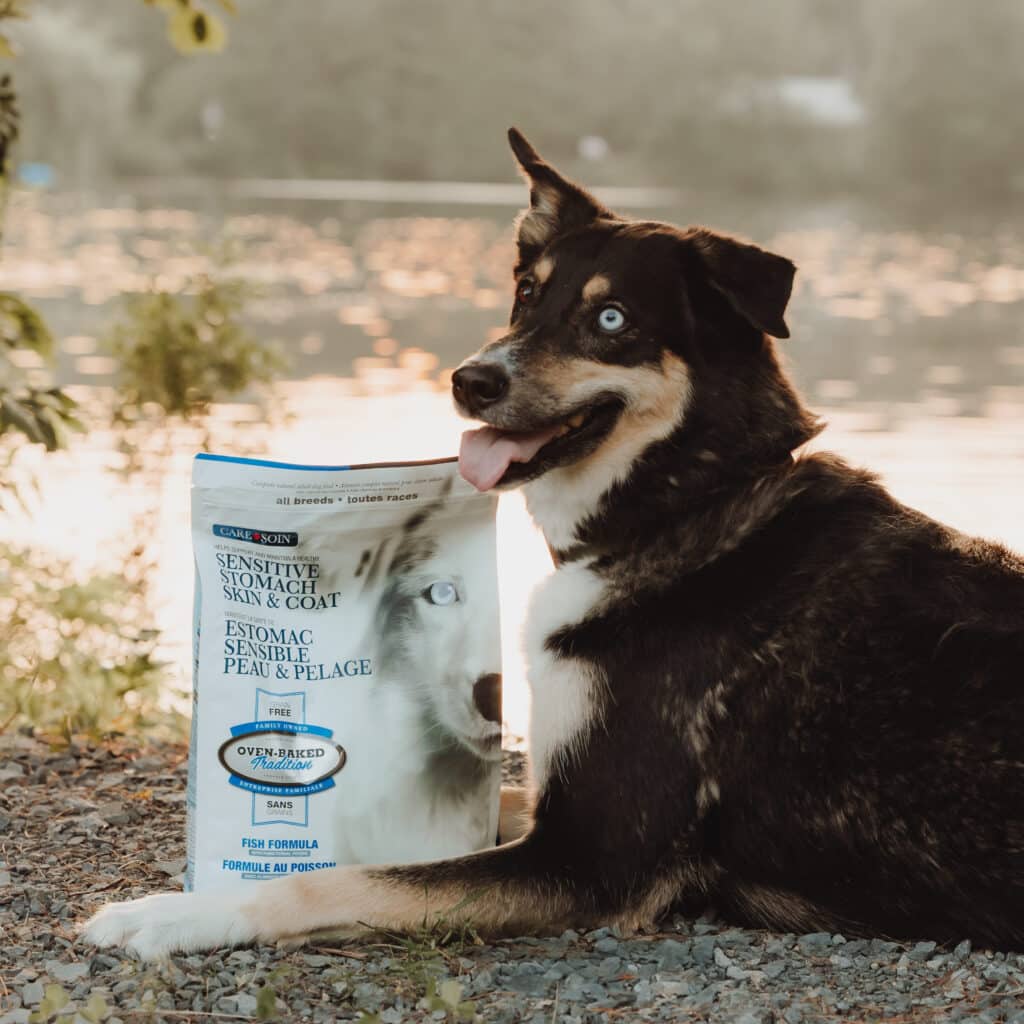 Dog lying next to Oven-Baked Tradition Sensitive Skin & Coat food made in Canada