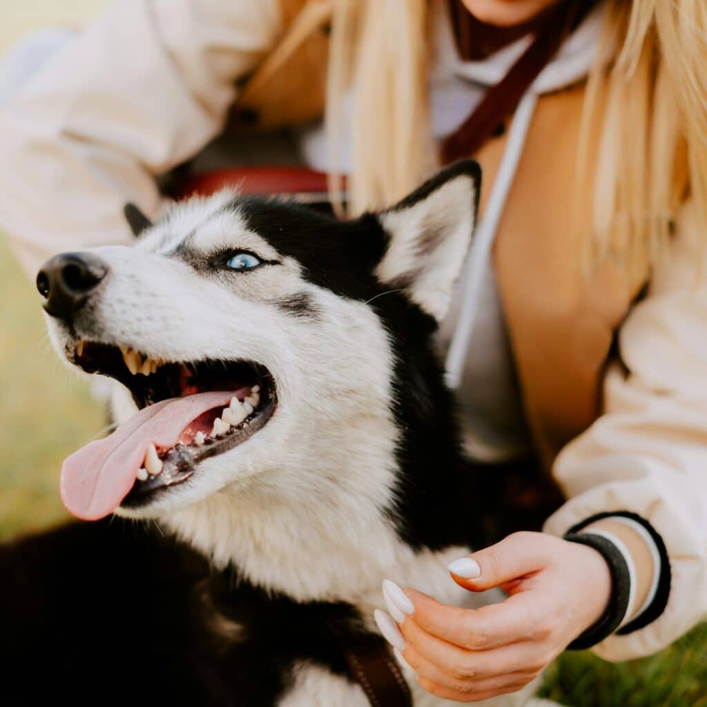 Happy dog in spring with healthy skin thanks to Oven-Baked Tradition sensitive skin nutrition