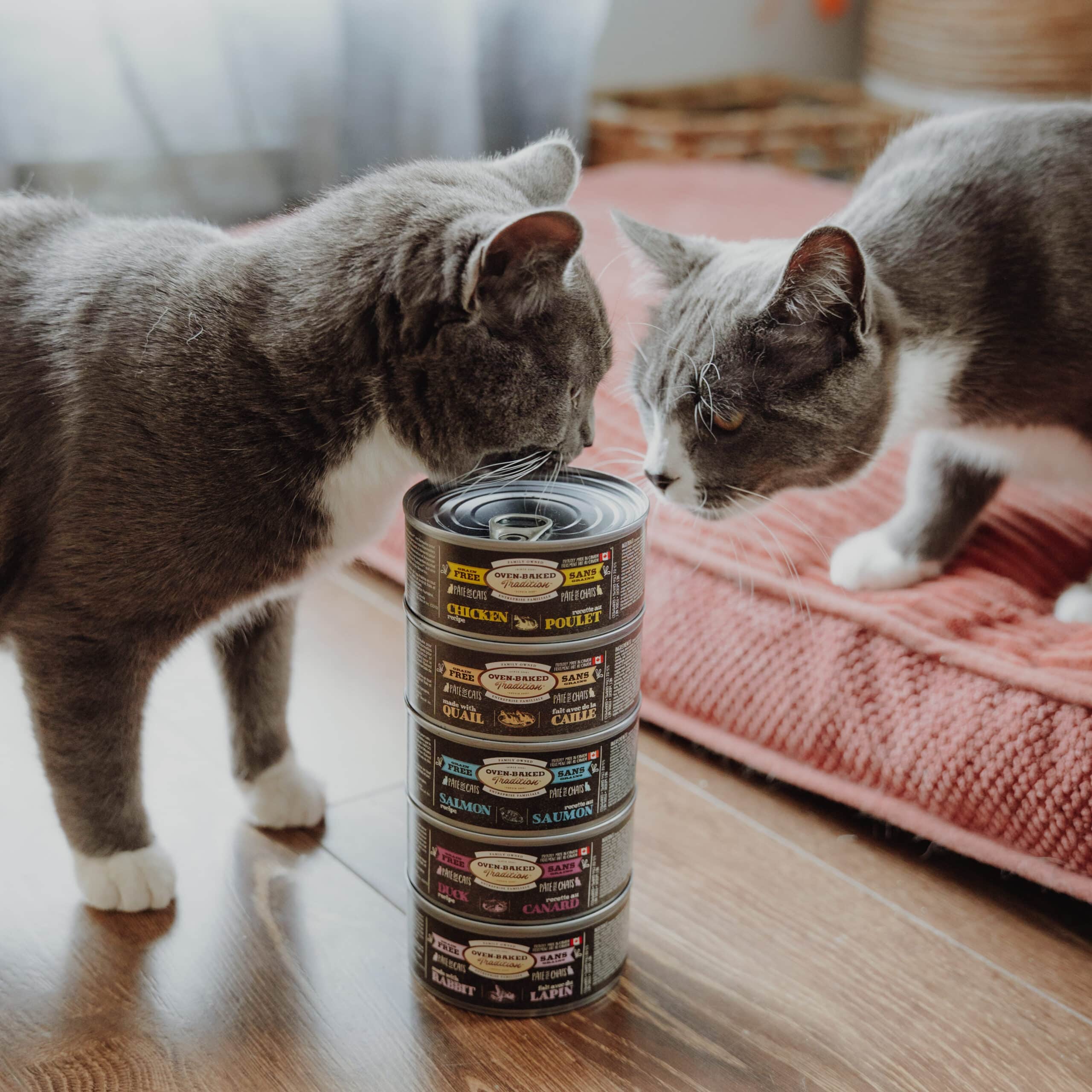 Chats regardant les nourritures humides Oven-Baked Tradition pour chats avec six protéines fabriquées au Canada